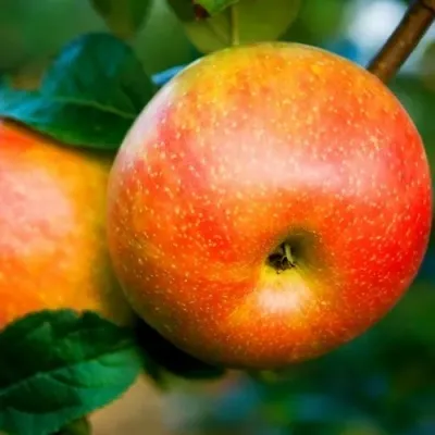 Яблоня АБРИКОСОВАЯ — описание сорта Яблоня АБРИКОСОВАЯ в Сургуте