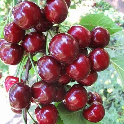 Черешня ОДРИНКА в Сургуте