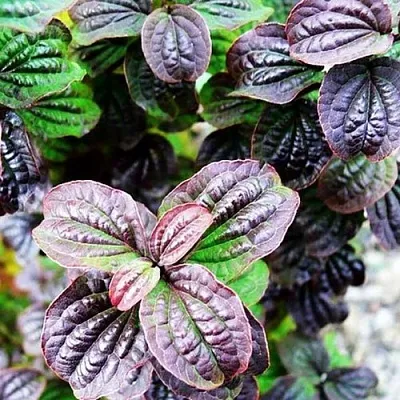 дерен КОМПРЕССА кроваво-красный  дерен КОМПРЕССА кроваво-красный в Сургуте