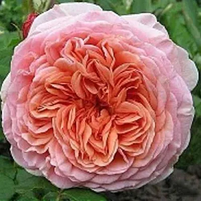 Саженцы роз АБРАХАМ ДЕРБИ английская  Саженцы роз АБРАХАМ ДЕРБИ английская в Сургуте