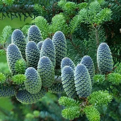 Пихта в Сургуте