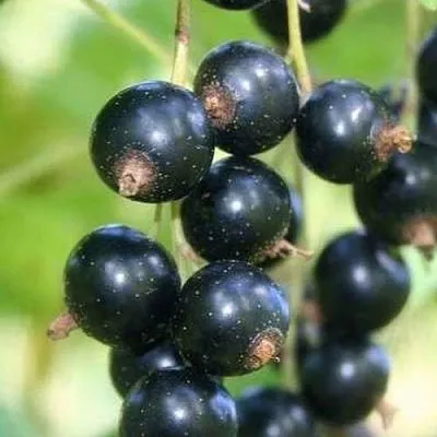 Смородина черная СТРЕЛЕЦ  Смородина черная СТРЕЛЕЦ в Сургуте