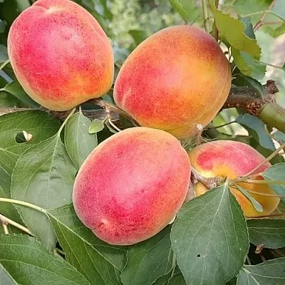 Абрикос ОСОБЕННЫЙ ДЕНИСЮКА  Абрикос ОСОБЕННЫЙ ДЕНИСЮКА в Сургуте