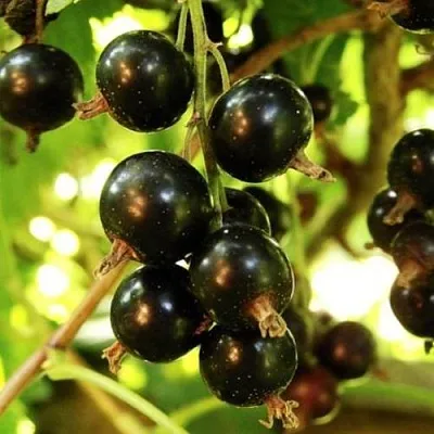 Смородина чёрная НАРА в Сургуте