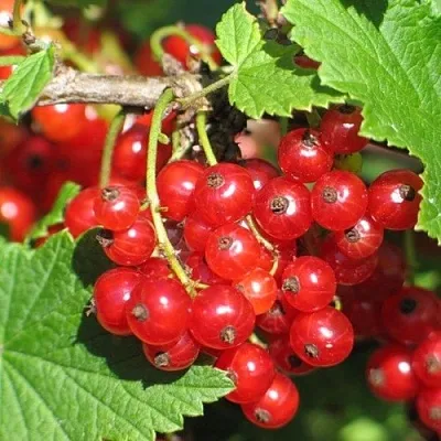 Смородина красная РАЧКОВСКАЯ в Сургуте