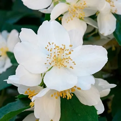 Жасмин ЮСТИНКА  Жасмин ЮСТИНКА в Сургуте