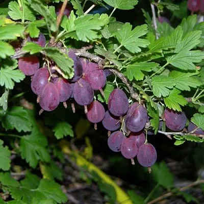 Крыжовник ГРУШЕНЬКА  Крыжовник ГРУШЕНЬКА в Сургуте