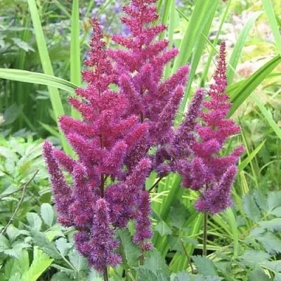 Астильба КАРАОКЕ ПАРТИ китайская  Астильба КАРАОКЕ ПАРТИ китайская в Сургуте