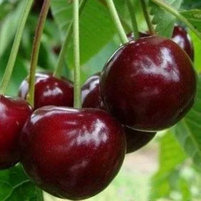 Вишня МИЛАВИЦА  Вишня МИЛАВИЦА в Сургуте