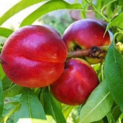 Нектарин в Сургуте