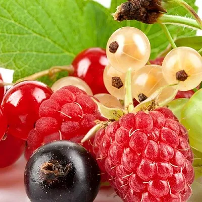 Плодовые кустарники  Плодовые кустарники в Сургуте