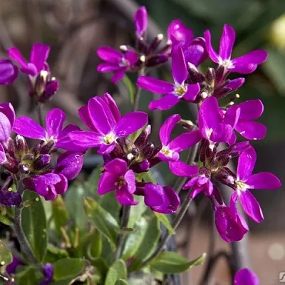 Арабис РОУЗ делайт  Арабис РОУЗ делайт в Сургуте