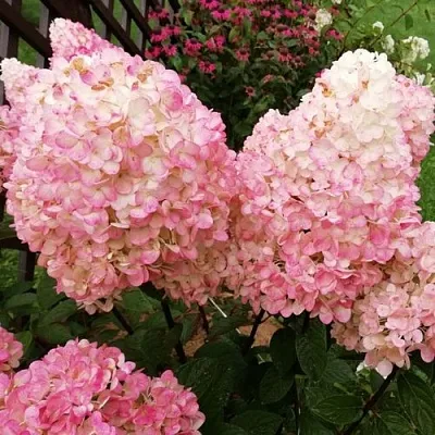 Гортензия МЭДЖИКАЛ КЭНДЛ метельчатая  Гортензия МЭДЖИКАЛ КЭНДЛ метельчатая в Сургуте