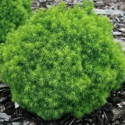 Ель АЛЬБЕРТА ГЛОБ сизая  Ель АЛЬБЕРТА ГЛОБ сизая в Сургуте