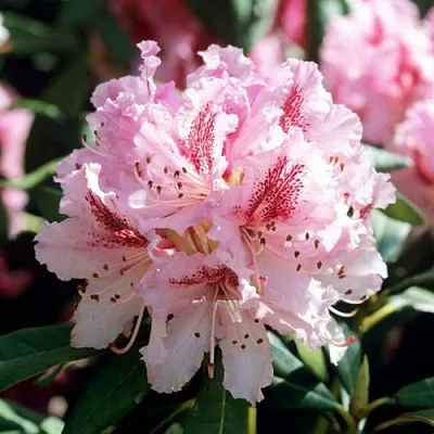 Рододендрон ЧИР  Рододендрон ЧИР в Сургуте