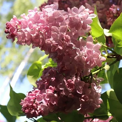 Сирень МЕДОВЫЙ СПАС в Сургуте