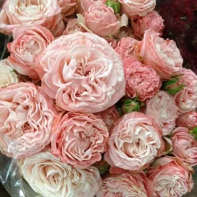 Саженцы роз МАДАМ БОМБАСТИК спрей  Саженцы роз МАДАМ БОМБАСТИК спрей в Сургуте