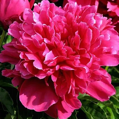 Пион ВИКТУАР ДЕ ЛА МАРН травянистый  Пион ВИКТУАР ДЕ ЛА МАРН травянистый в Сургуте