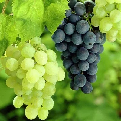 Столовый  Столовый в Сургуте