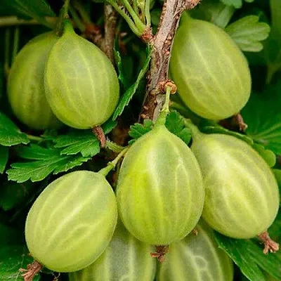 Крыжовник УРАЛЬСКИЙ ИЗУМРУД  Крыжовник УРАЛЬСКИЙ ИЗУМРУД в Сургуте