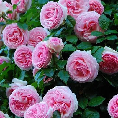 Саженцы роз ПЬЕР ДЕ РОНСАР плетистая  Саженцы роз ПЬЕР ДЕ РОНСАР плетистая в Сургуте