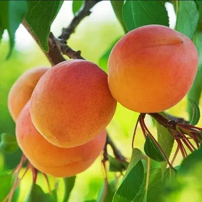 Абрикос ДЕБЮТ в Сургуте