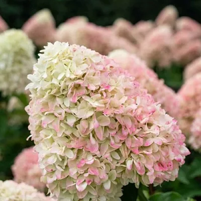 Гортензия САММЕР ЛАВ метельчатая  Гортензия САММЕР ЛАВ метельчатая в Сургуте