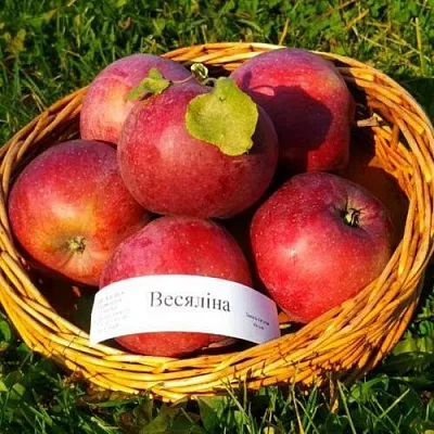 Яблоня ВЕСЯЛИНА в Сургуте