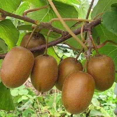 Актинидия ХЕЙВАРД деликатесная  в Сургуте