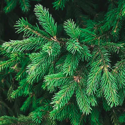 Ель в Сургуте