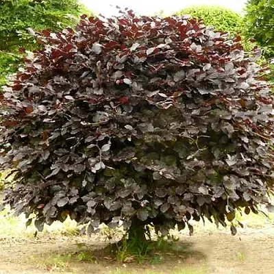 Бук лесной АТРОПУНИЦЕА  Бук лесной АТРОПУНИЦЕА в Сургуте