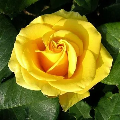 Саженцы роз ПАПИЛОН чайно-гибридная  Саженцы роз ПАПИЛОН чайно-гибридная в Сургуте