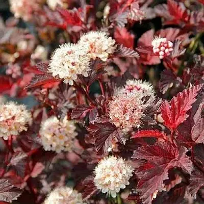 Пузыреплодник ЛЕДИ ИН РЕД  Пузыреплодник ЛЕДИ ИН РЕД в Сургуте