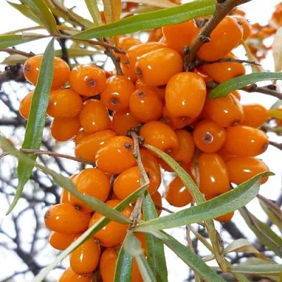Облепиха КОСТЕР в Сургуте