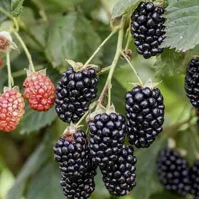 саженцы ежевики саженцы ежевики