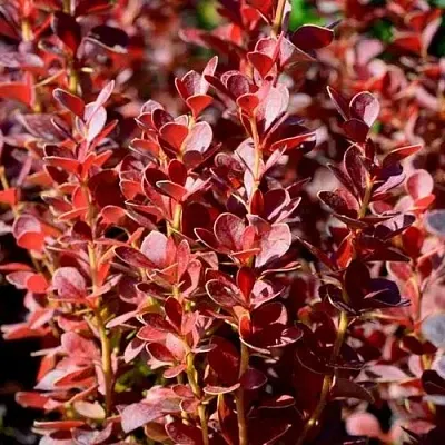 Барбарис ВУЛКАНО тунберга  Барбарис ВУЛКАНО тунберга в Сургуте