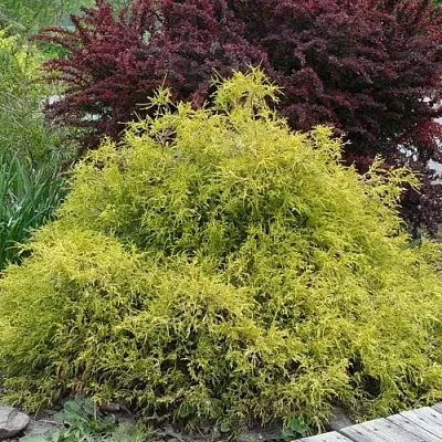 Кипарисовик ГОЛДЕН МОП горохоплодный  Кипарисовик ГОЛДЕН МОП горохоплодный в Сургуте