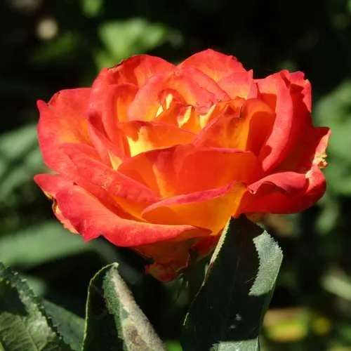 Роза ЛИНА чайно-гибридная  в Сургуте