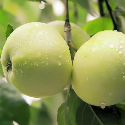 Саженцы яблони оптом в Сургуте