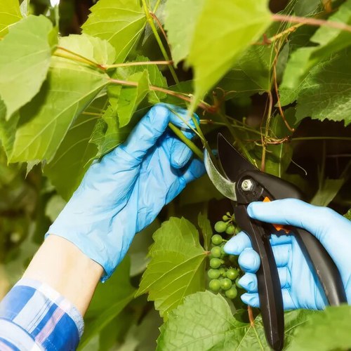 Обрезка винограда: виды, сроки и схемы для России