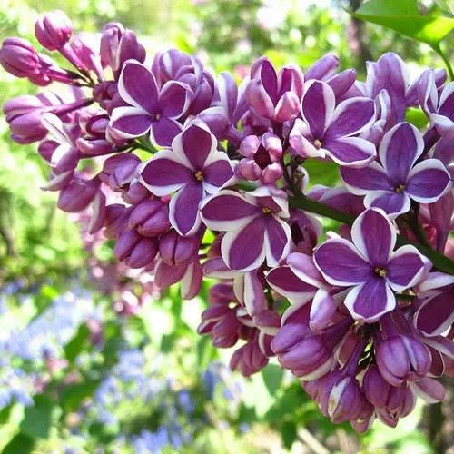 Сирень СЕНСАЦИЯ (привитая) в Сургуте