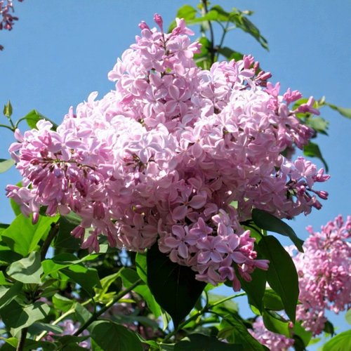 Сирень БУФФОН в Сургуте