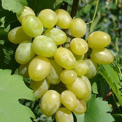 Виноград в Сургуте