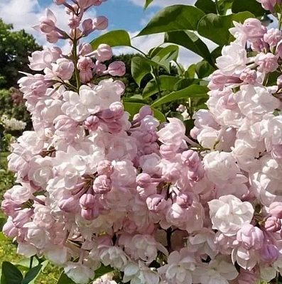 Сирень КРАСАВИЦА МОСКВЫ (привитая) в Сургуте