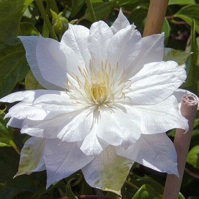 Клематис ДАЧЕСС ОФ ЭДИНБУРГ в Сургуте