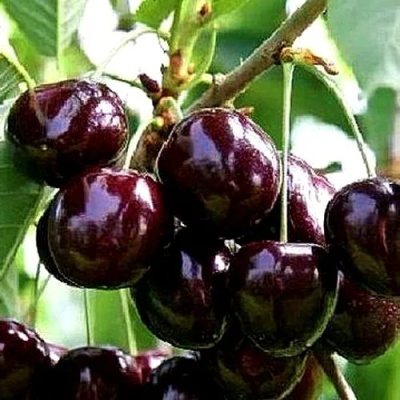 Черешня ДОНЕЦКИЙ УГОЛЁК в Сургуте