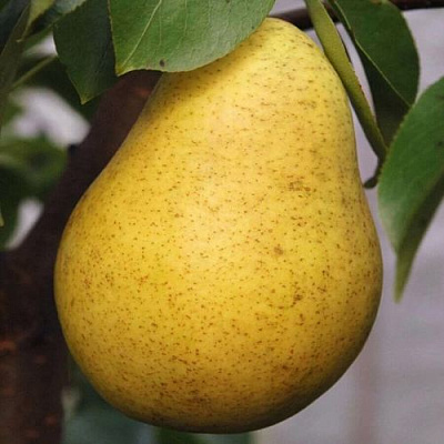 Крупная в Сургуте