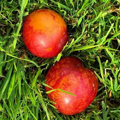 Шарафуга НЕКТАРИННАЯ в Сургуте