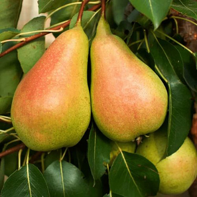 Сладкая в Сургуте