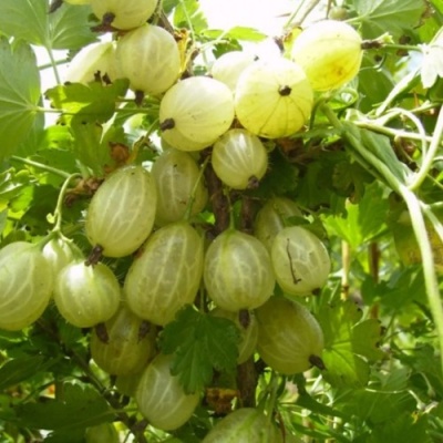 Крыжовник ИНВИКТА в Сургуте